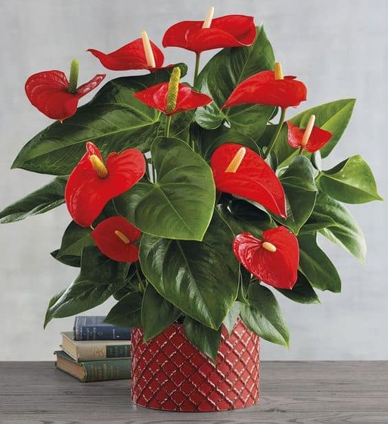 32 flor vermelha para decoracao POPSUGAR