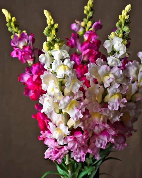 33 tipo de flor para decoracao Pinterest
