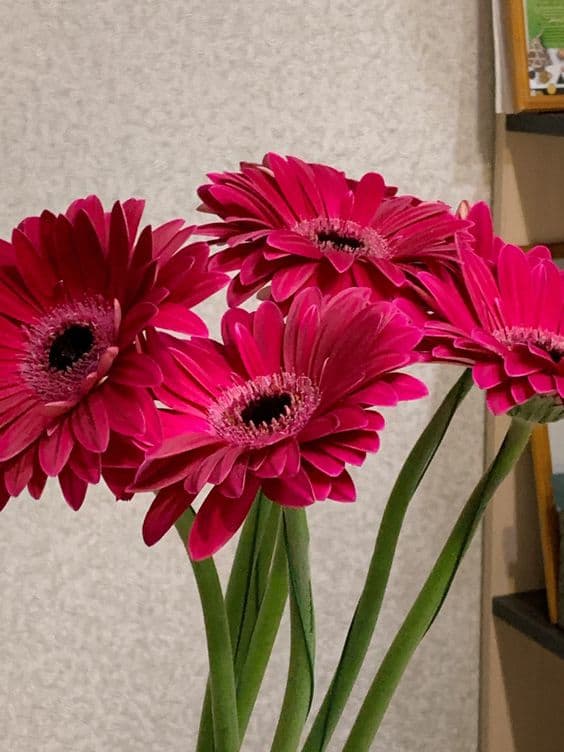35 flor colorida e facil de cuidar Pinterest