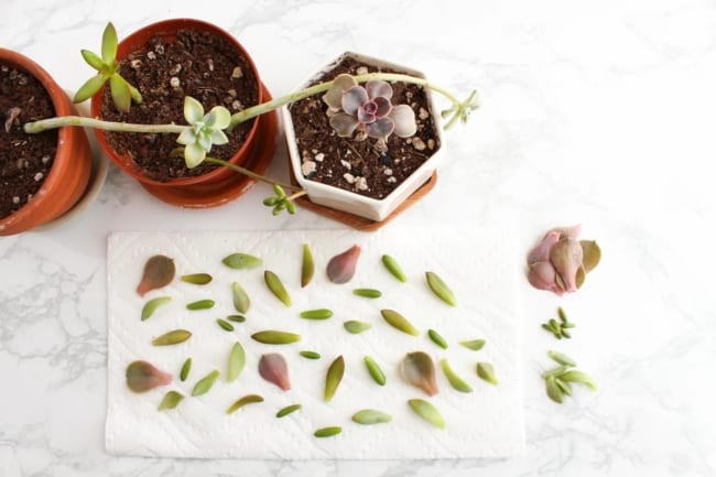 4 dicas de como fazer mudas de suculentas com folhas Instructables