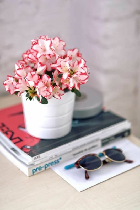 47 decoracao com flores de azaleia Pinterest