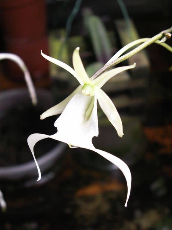 5 orquidea pequena e rara Pinterest