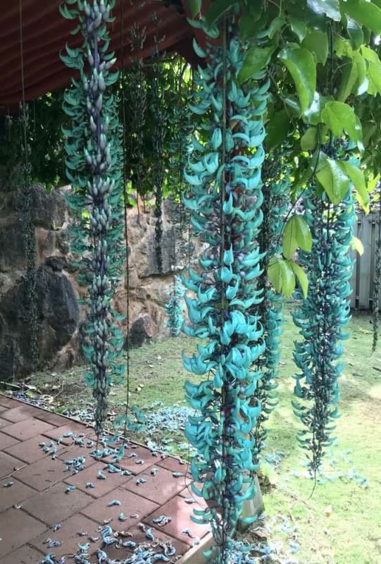 53 pergolado com flor de jade Pinterest