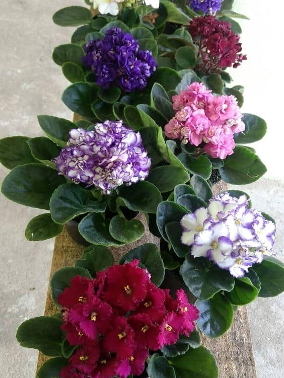 62 flores delicadas na decoracao Pinterest