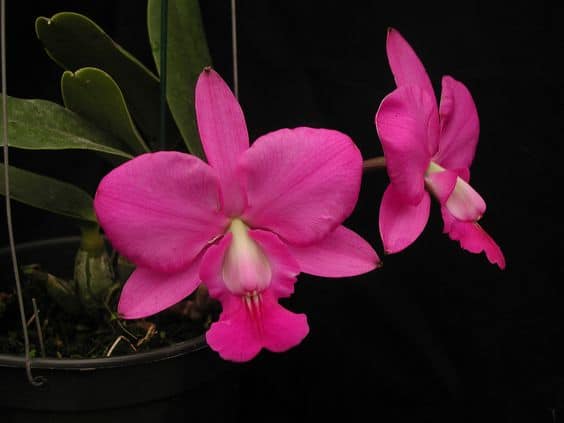 7 orquidea rara para decoracao Pinterest
