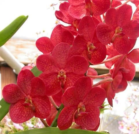 Orquidea Vanda Vermelha cor viva