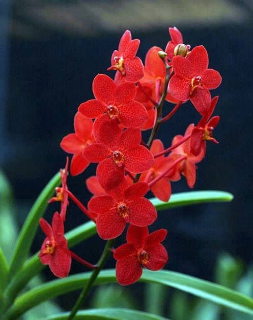 Orquidea Vanda Vermelha destaque