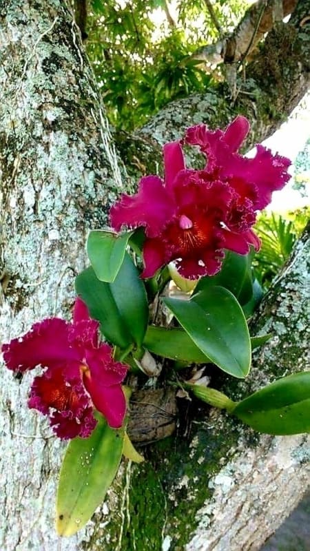 Orquidea Vanda Vermelha em arvores