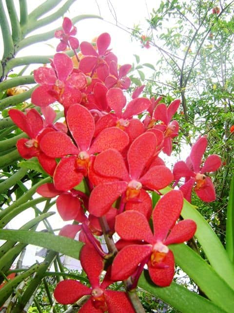 Orquidea Vanda Vermelha florescendo