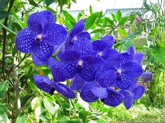 bela orquidea Vanda azul