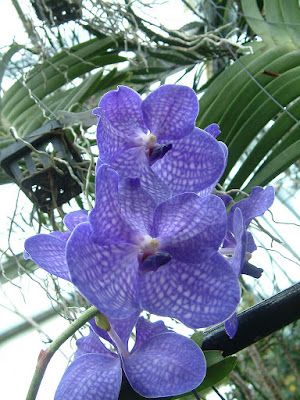 como cultivar orquidea Vanda azul