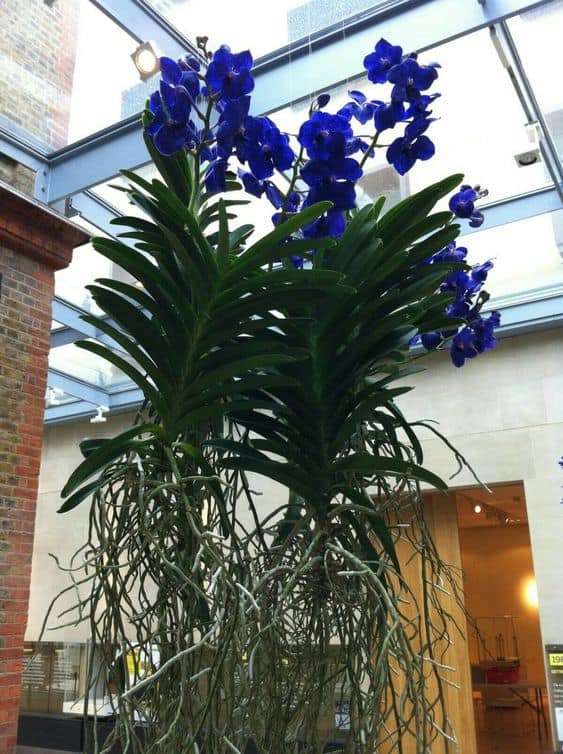 jardim com orquidea Vanda azul