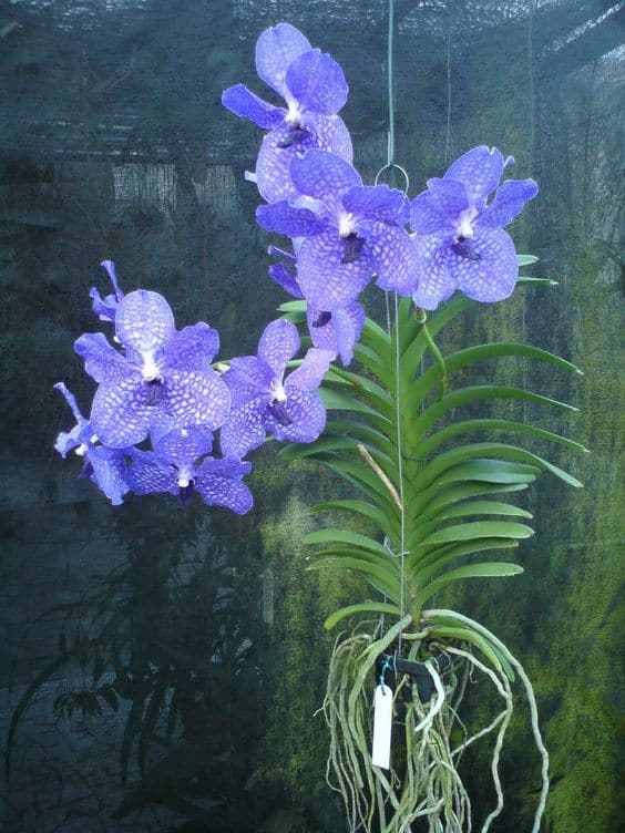 linda orquidea Vanda azul