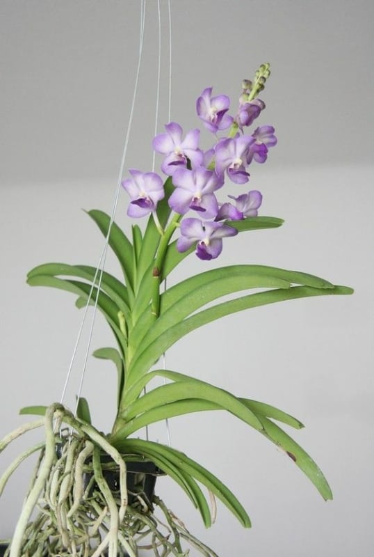 linda orquidea Vanda