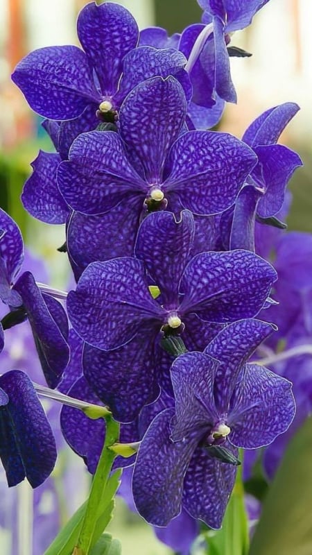 linda planta orquidea Vanda azul