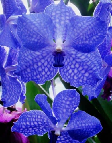 mudas de orquidea Vanda azul
