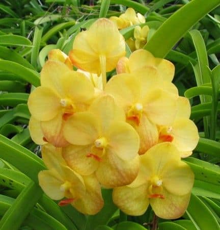 orquidea Vanda amarela como cuidar passo a passo