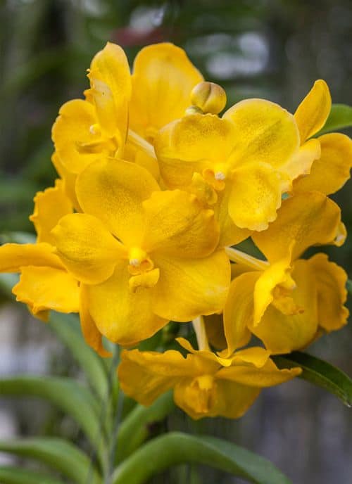 orquidea Vanda amarela como cuidar