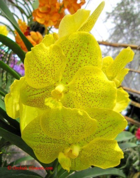 orquidea Vanda amarela hibrida