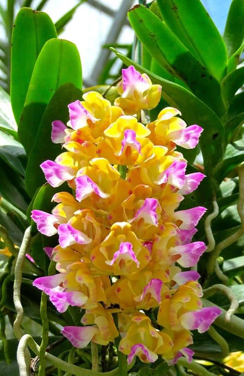 orquidea Vanda amarela