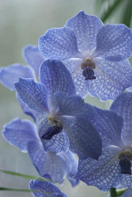 orquidea Vanda azul clara