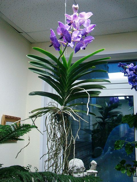 orquidea Vanda azul no ambiente