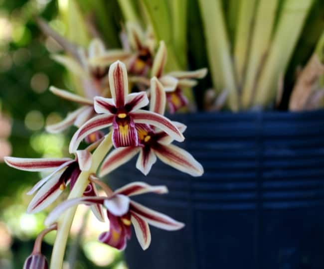 1 especie de orquidea Cymbidium aloifolium Ocotea