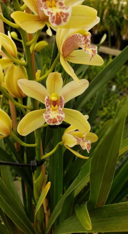 13 orquidea amarela Cymbidium Minuet OrchidRoots