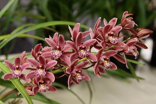 14 orquidea Cymbidium Minuet Orchids Wiki