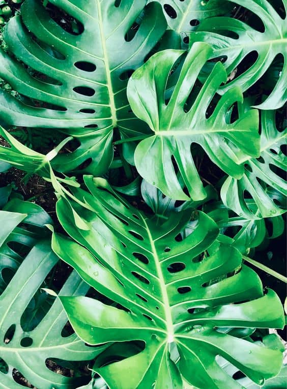 15 especie de planta tropical para piscina Pinterest