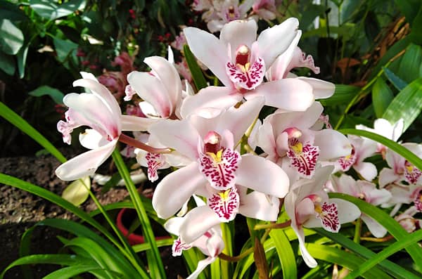 15 orquidea especie Cymbidium spp Flores e Folhagens