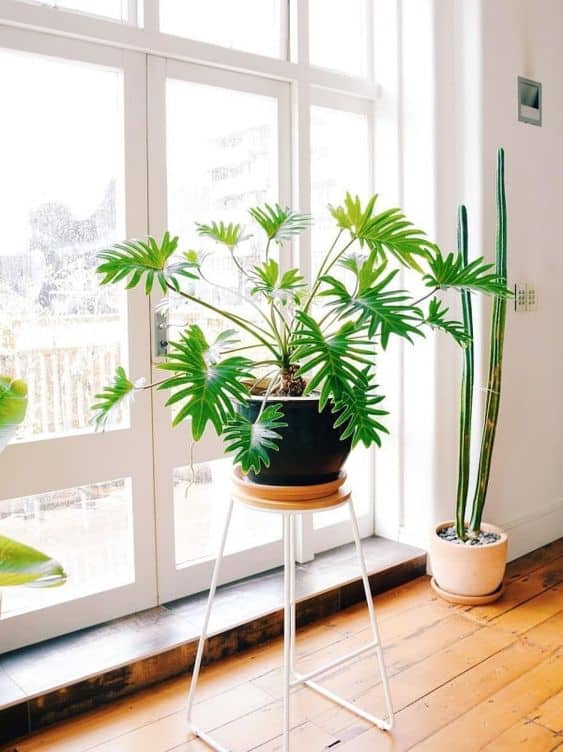 16 planta para limpeza do ar na decoracao Pinterest