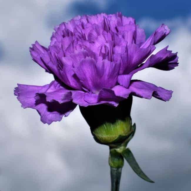 18 flor de cravo roxo Pixabay