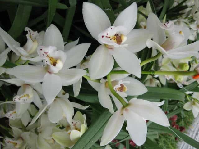 18 orquidea Cymbidium de flores brancas Metropolitan Wholesale