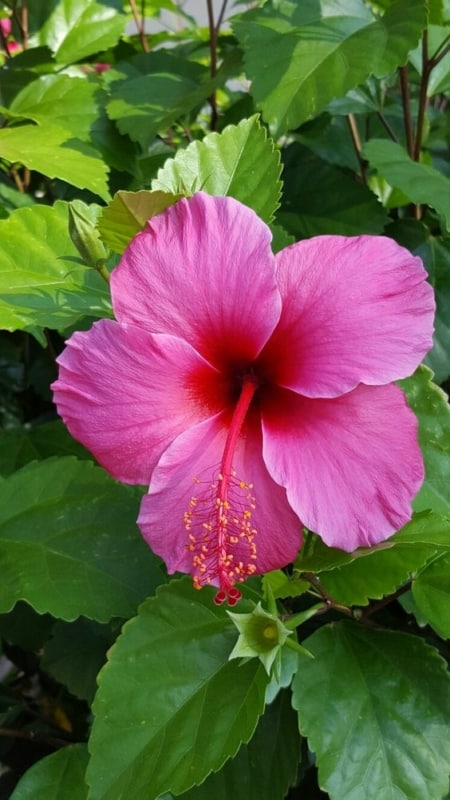 19 flor ornamental para piscina Pinterest