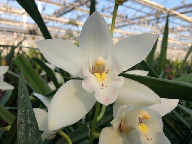 19 orquidea de flores brancas Florapodium