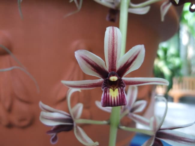 2 flor de orquidea Cymbidium aloifolium Wikipedia