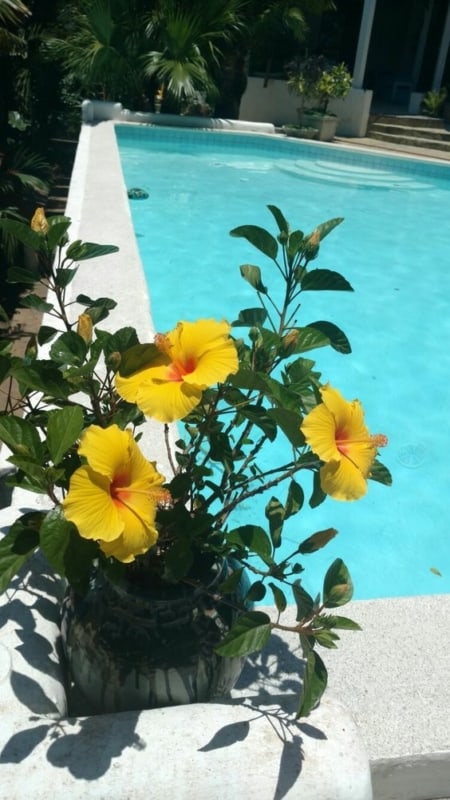 20 flor colorida na piscina Pinterest