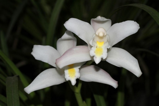 20 orquidea Cymbidium branca Pinterest
