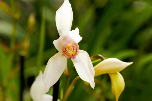 21 orquidea pequena Cymbidium Bustling Nest