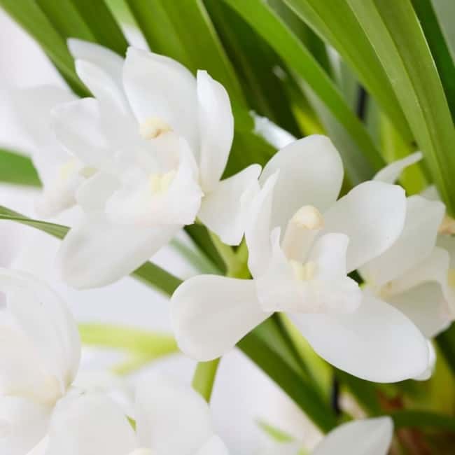 22 orquidea branca Crocus
