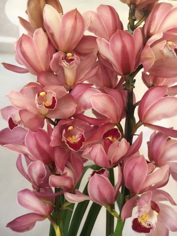 25 orquidea rosa Cymbidium Terra Cotta Flores