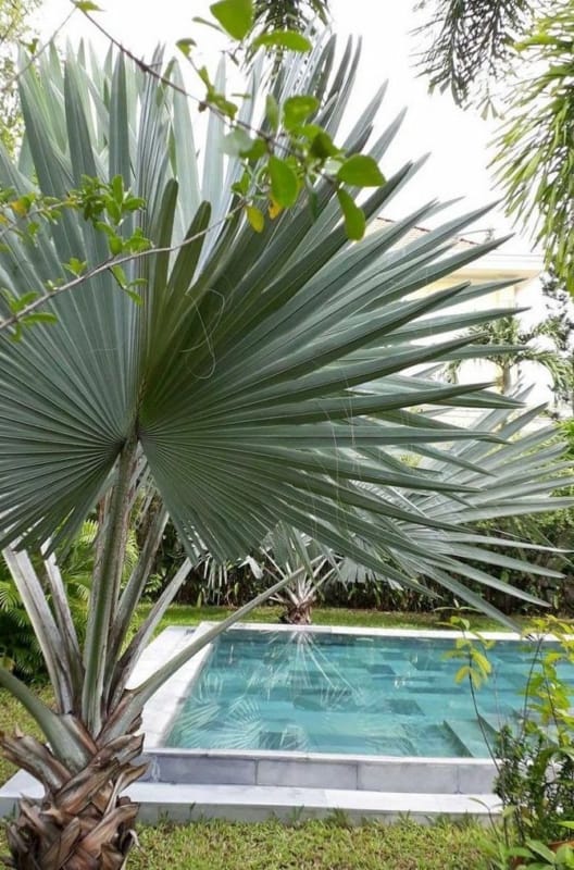 25 palmeira azul piscina Pinterest