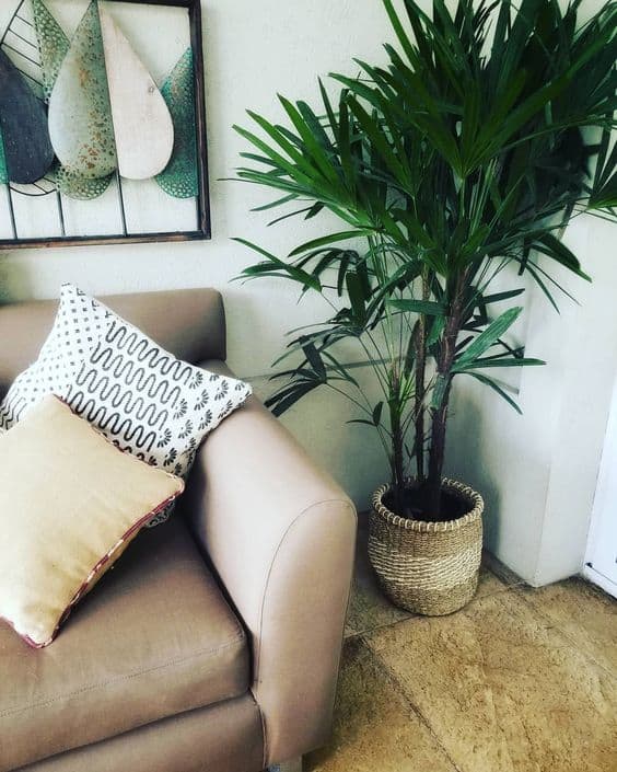 25 palmeira rafis na decoracao Pinterest