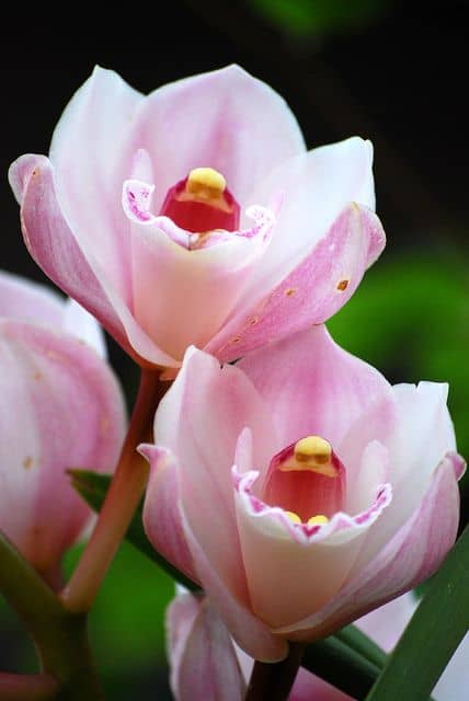 26 flor rosa de orquidea Cymbidium Pinterest