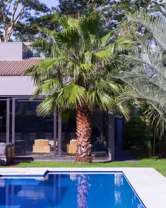 26 palmeira para piscina Pinterest