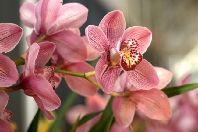 27 orquidea Cymbidium rosa Pinterest