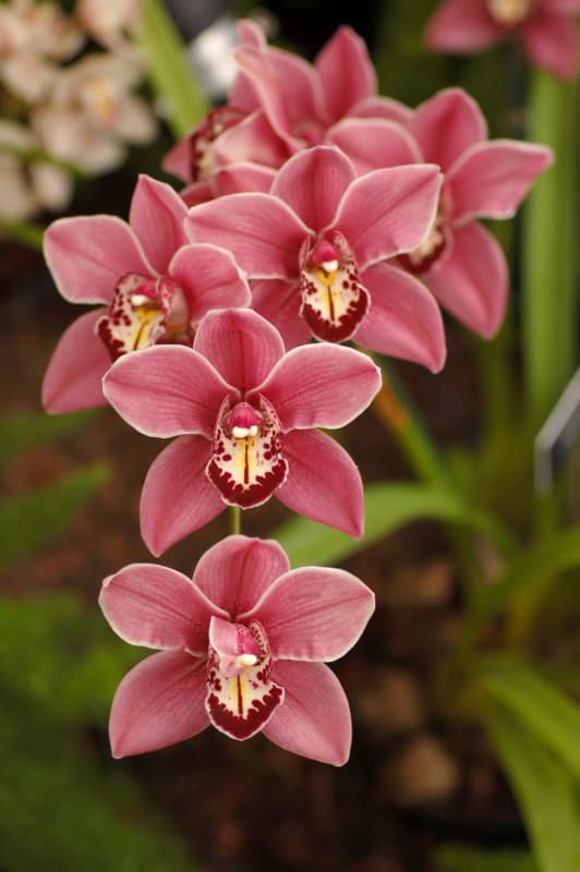 29 especie de orquida rosa Wikipedia