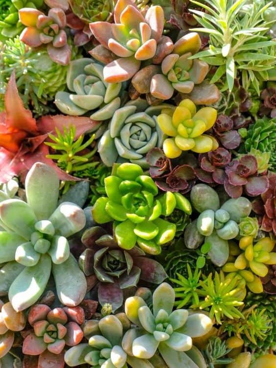 29 plantas facil de cuidar para piscina Pinterest