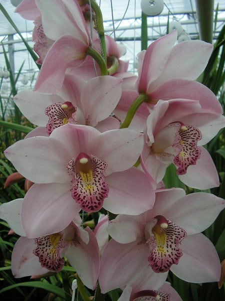 30 orquidea rosa claro Sierra Flower Finder